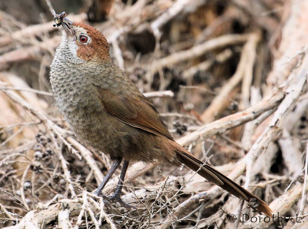 Rufous Bristlebird © Dorothy L