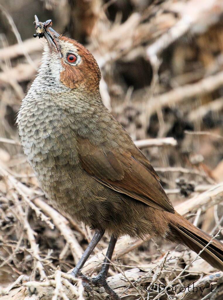 Rufous Bristlebird © Dorothy L