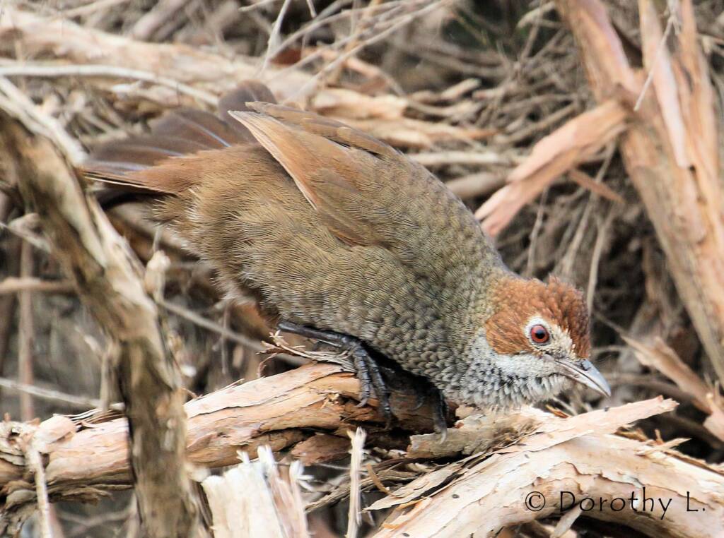 Rufous Bristlebird © Dorothy L