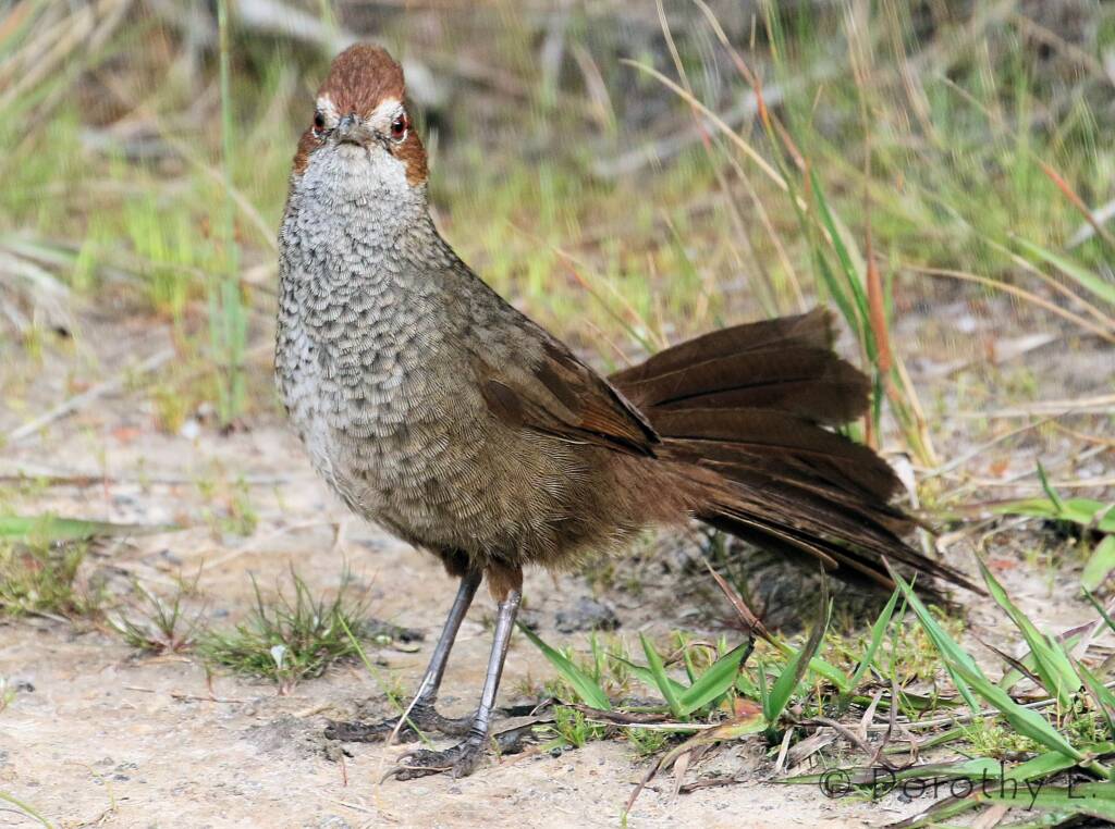 Rufous Bristlebird © Dorothy L