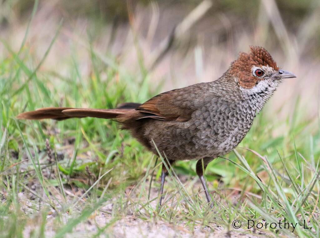 Rufous Bristlebird © Dorothy L