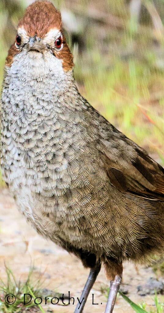 Rufous Bristlebird © Dorothy L