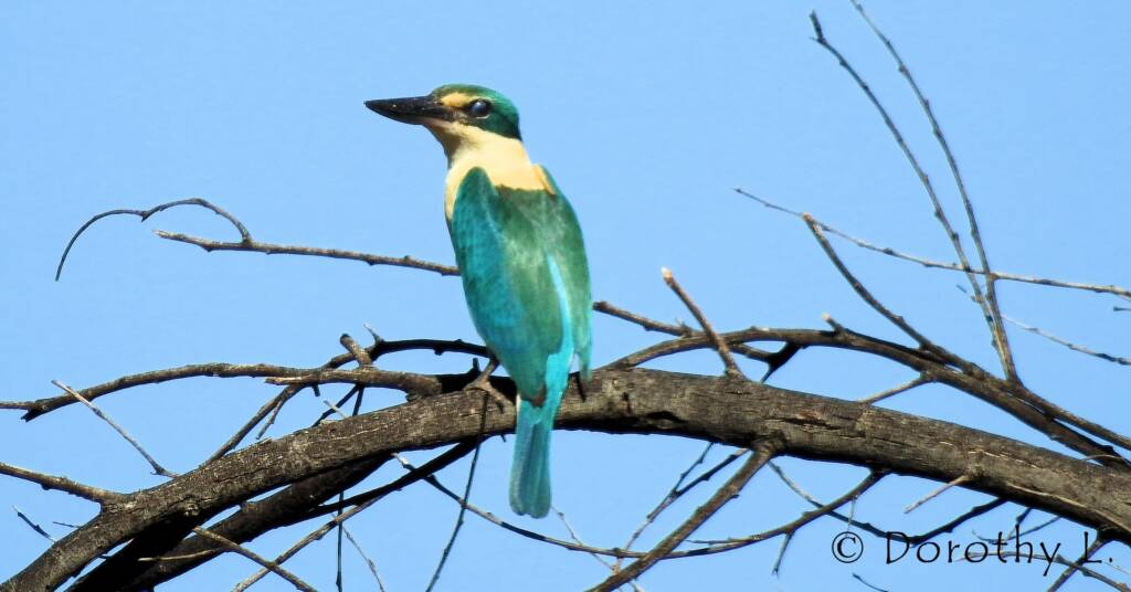 Sacred Kingfisher (Todiramphus sanctus) © Dorothy L