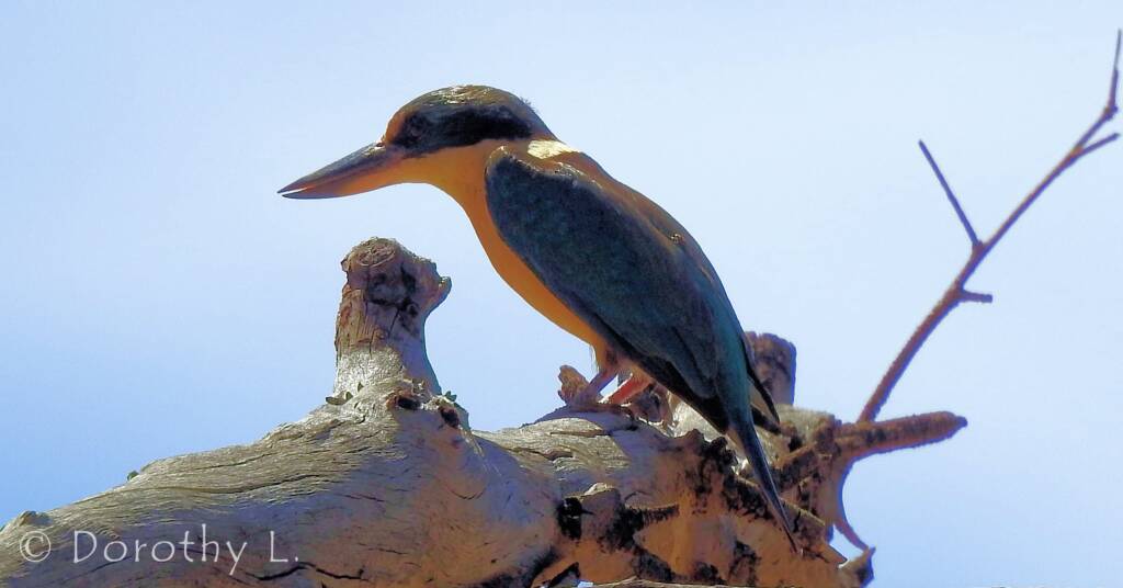 Sacred Kingfisher (Todiramphus sanctus) © Dorothy L