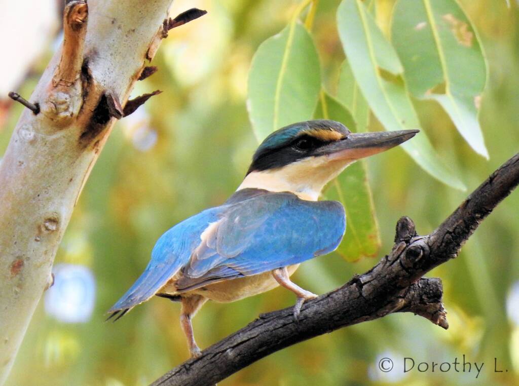 Sacred Kingfisher (Todiramphus sanctus) © Dorothy L