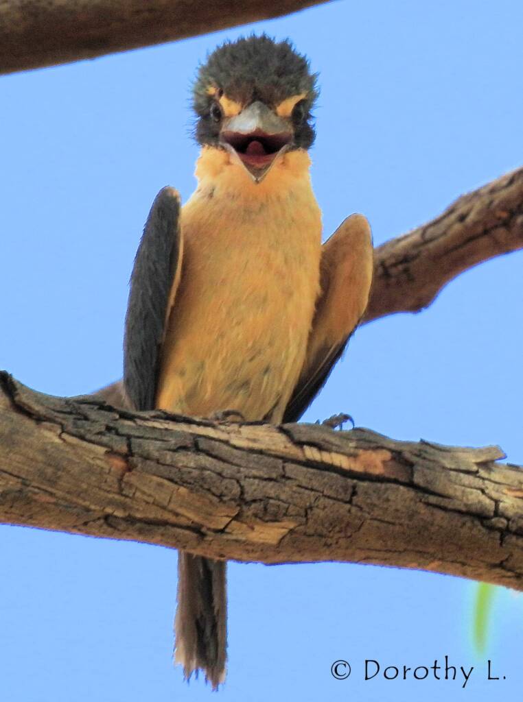 Sacred Kingfisher (Todiramphus sanctus) © Dorothy L