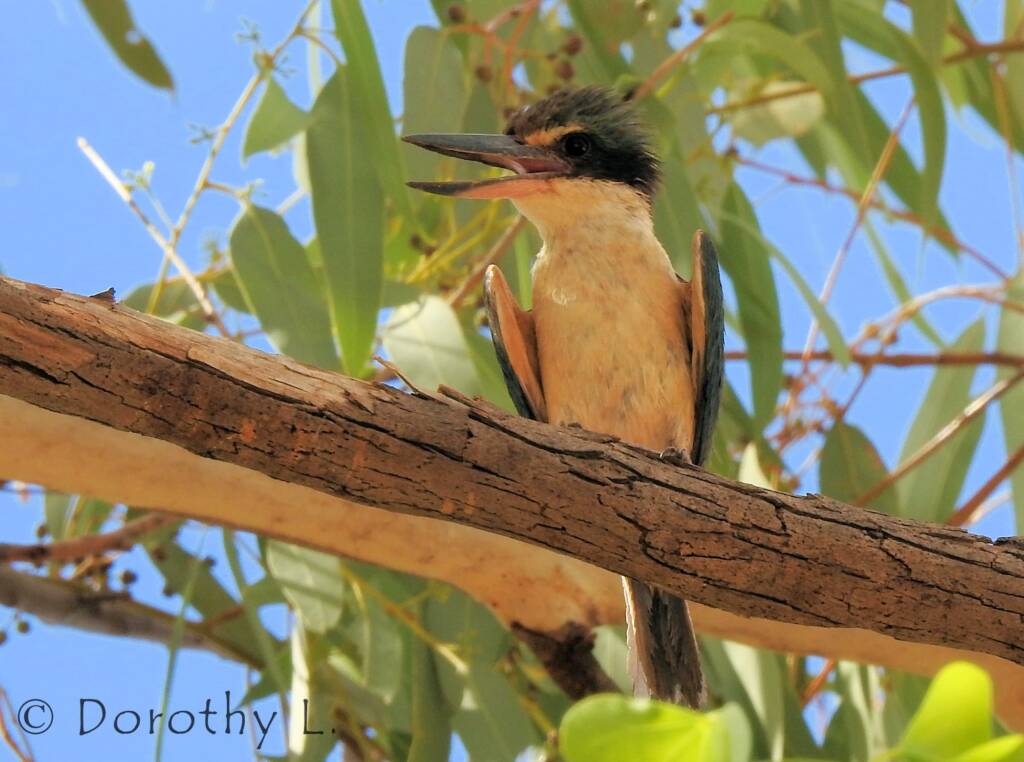 Sacred Kingfisher (Todiramphus sanctus) © Dorothy L