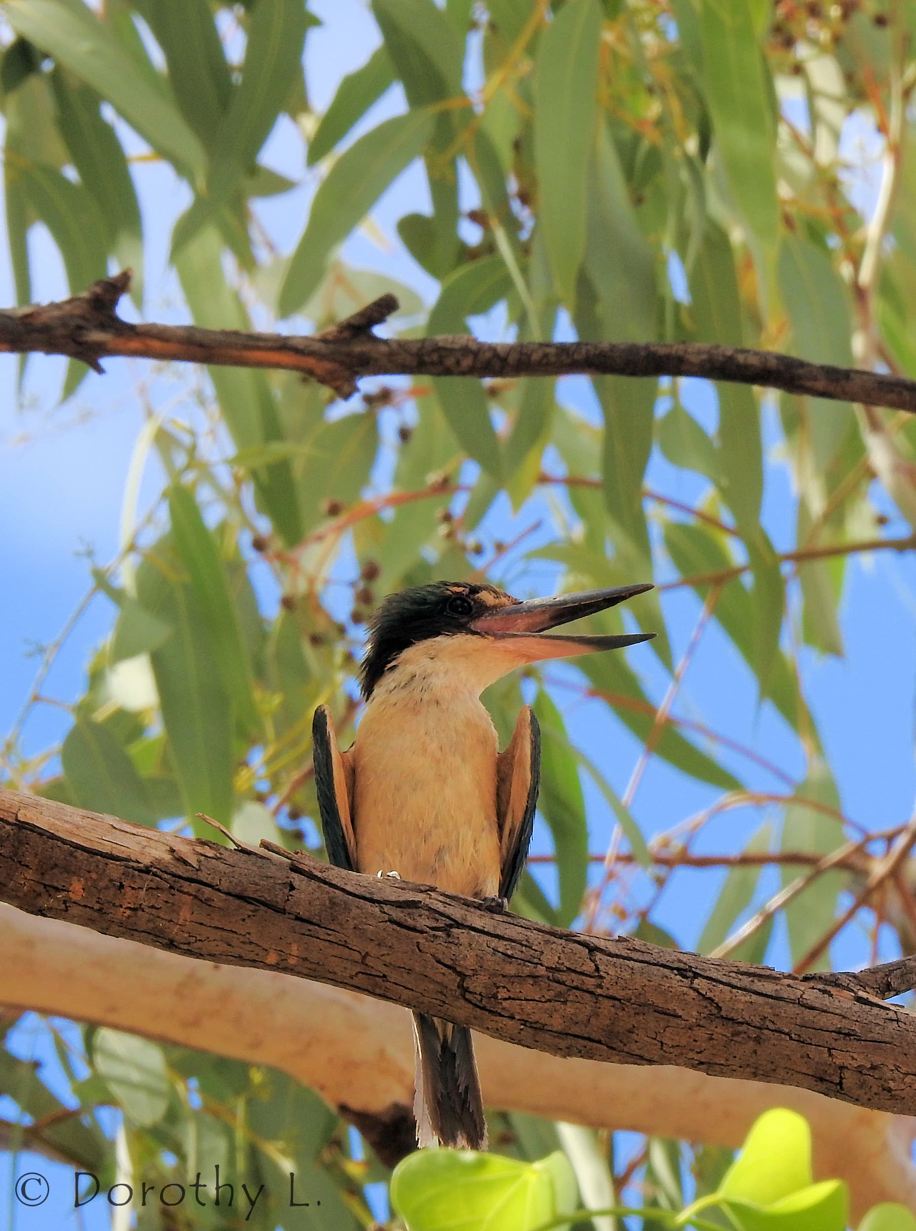Sacred Kingfisher (Todiramphus sanctus) © Dorothy L