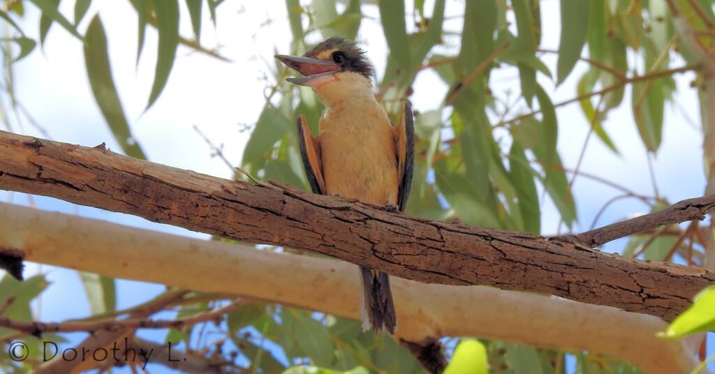 Sacred Kingfisher (Todiramphus sanctus) © Dorothy L