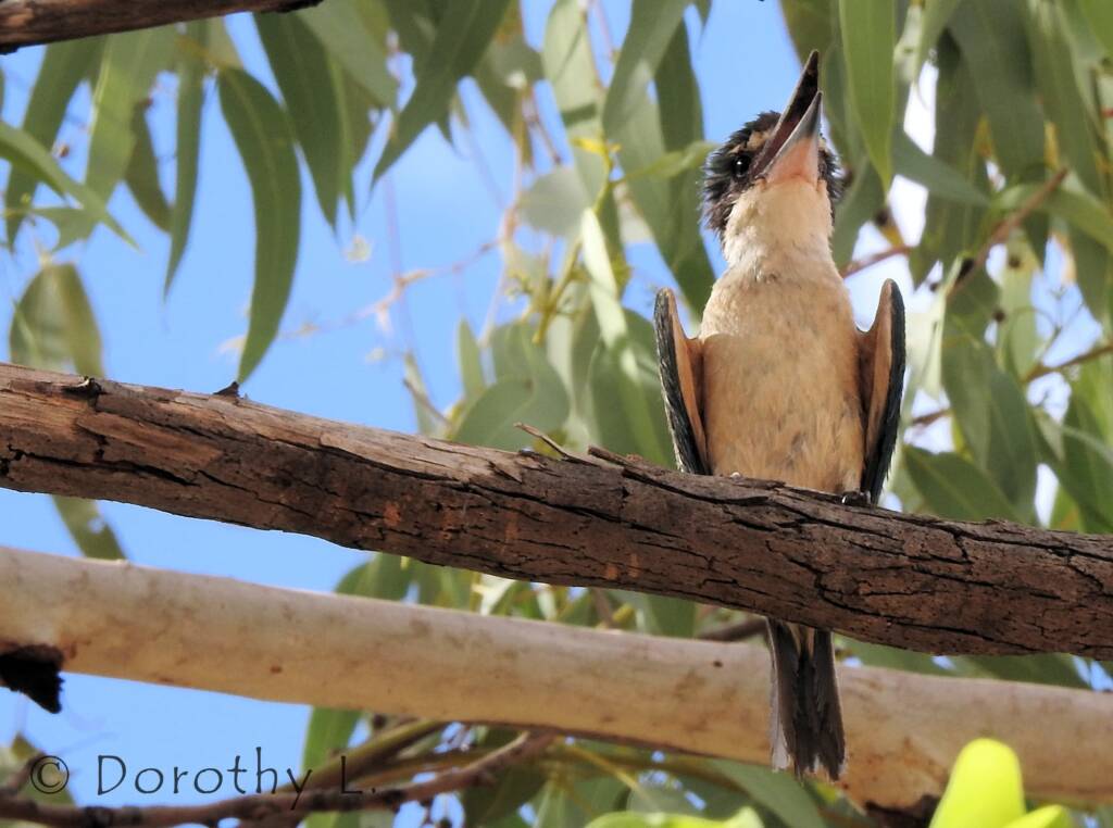 Sacred Kingfisher (Todiramphus sanctus) © Dorothy L