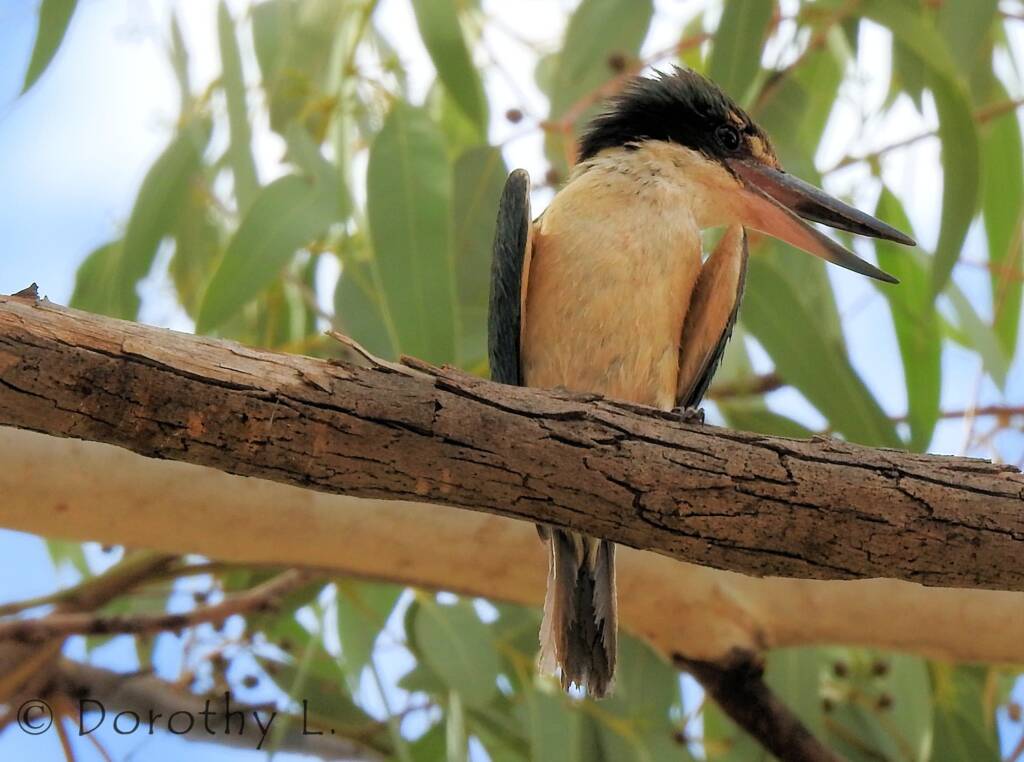 Sacred Kingfisher (Todiramphus sanctus) © Dorothy L