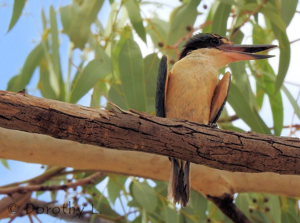 Sacred Kingfisher (Todiramphus sanctus) © Dorothy L