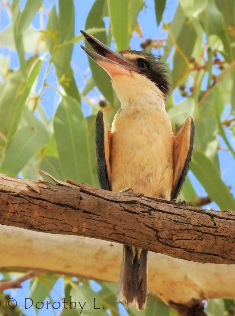 Sacred Kingfisher (Todiramphus sanctus) © Dorothy L