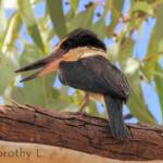 Sacred Kingfisher (Todiramphus sanctus) © Dorothy L