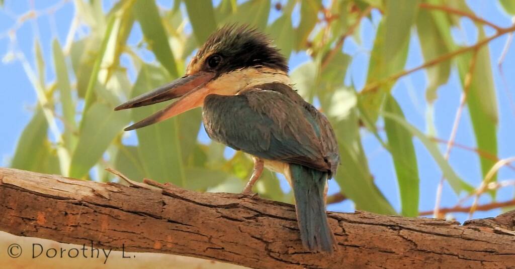 Sacred Kingfisher (Todiramphus sanctus) © Dorothy L