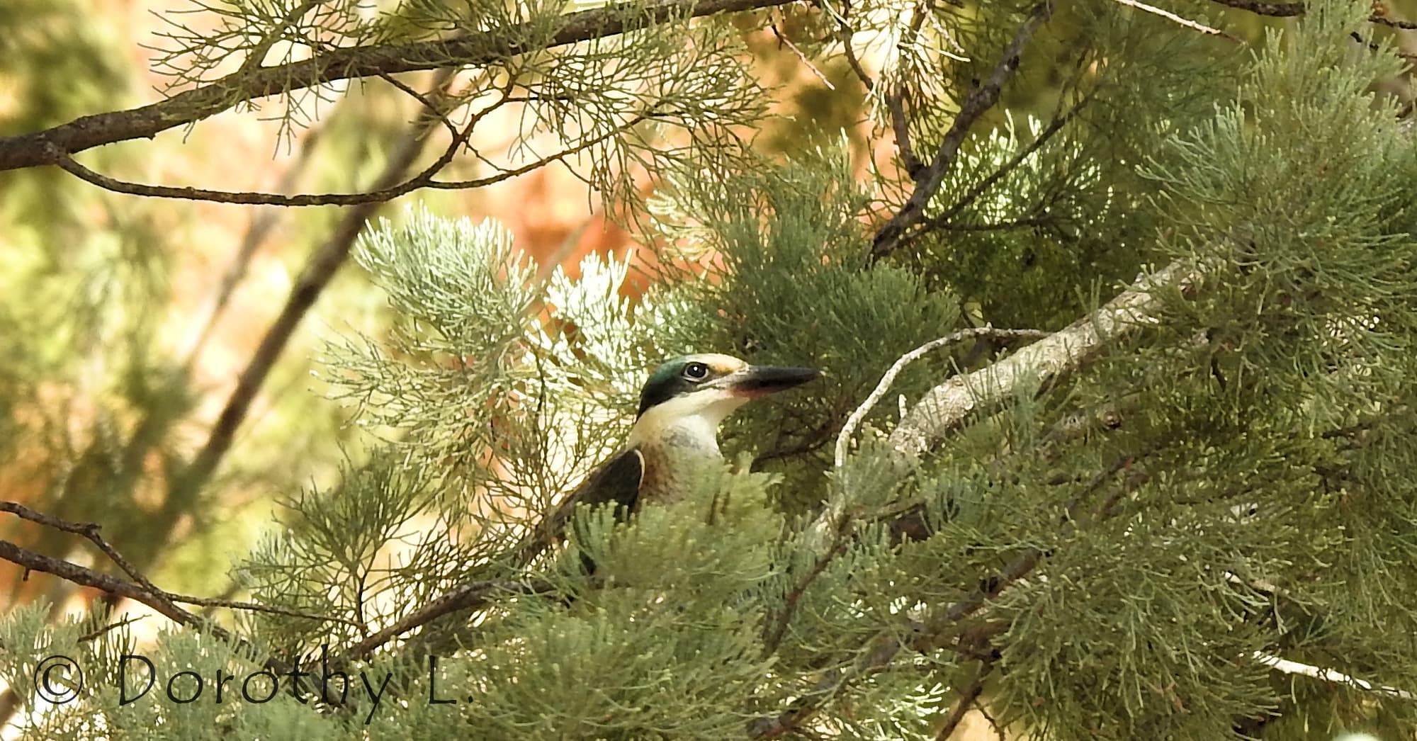 Sacred Kingfisher (Todiramphus sanctus) © Dorothy L