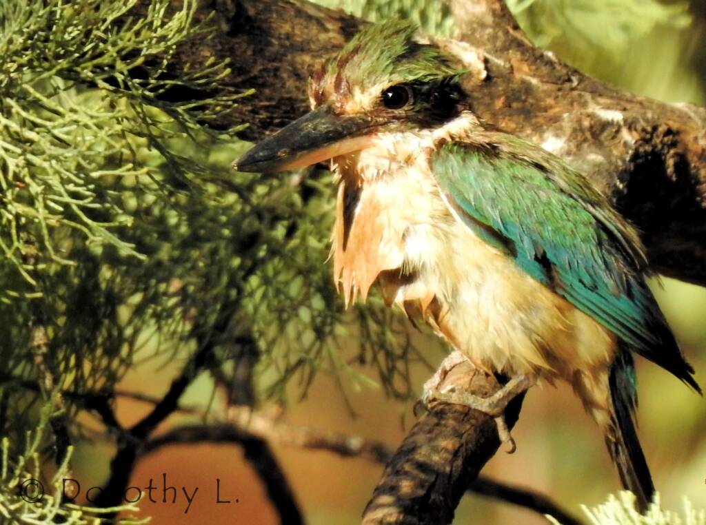 Wet Sacred Kingfisher at Olive Pink Botanic Garden
