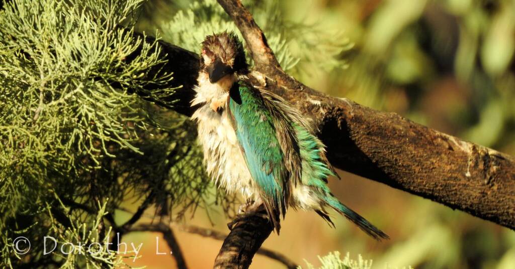 Wet Sacred Kingfisher at Olive Pink Botanic Garden