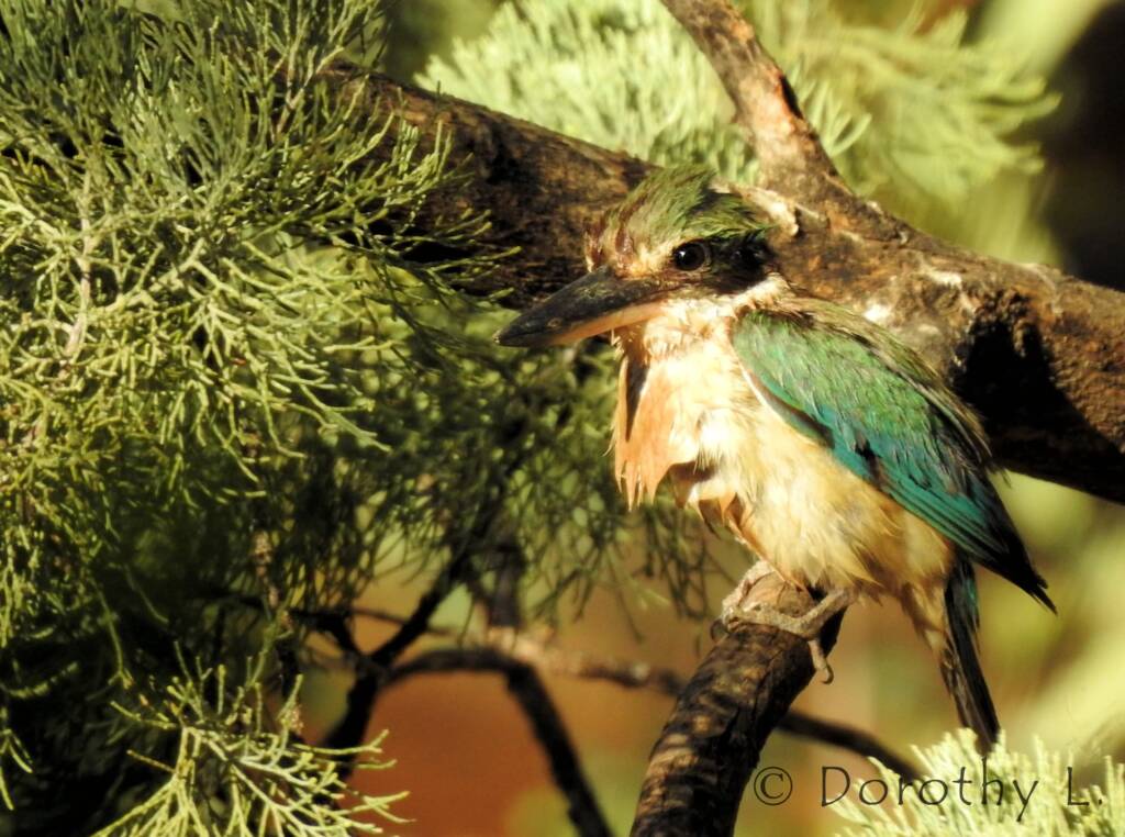 Wet Sacred Kingfisher at Olive Pink Botanic Garden