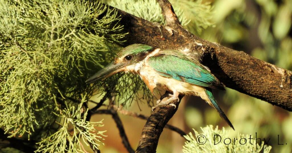Wet Sacred Kingfisher at Olive Pink Botanic Garden