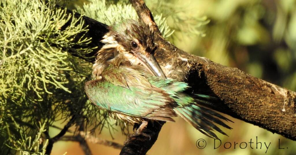 Wet Sacred Kingfisher at Olive Pink Botanic Garden