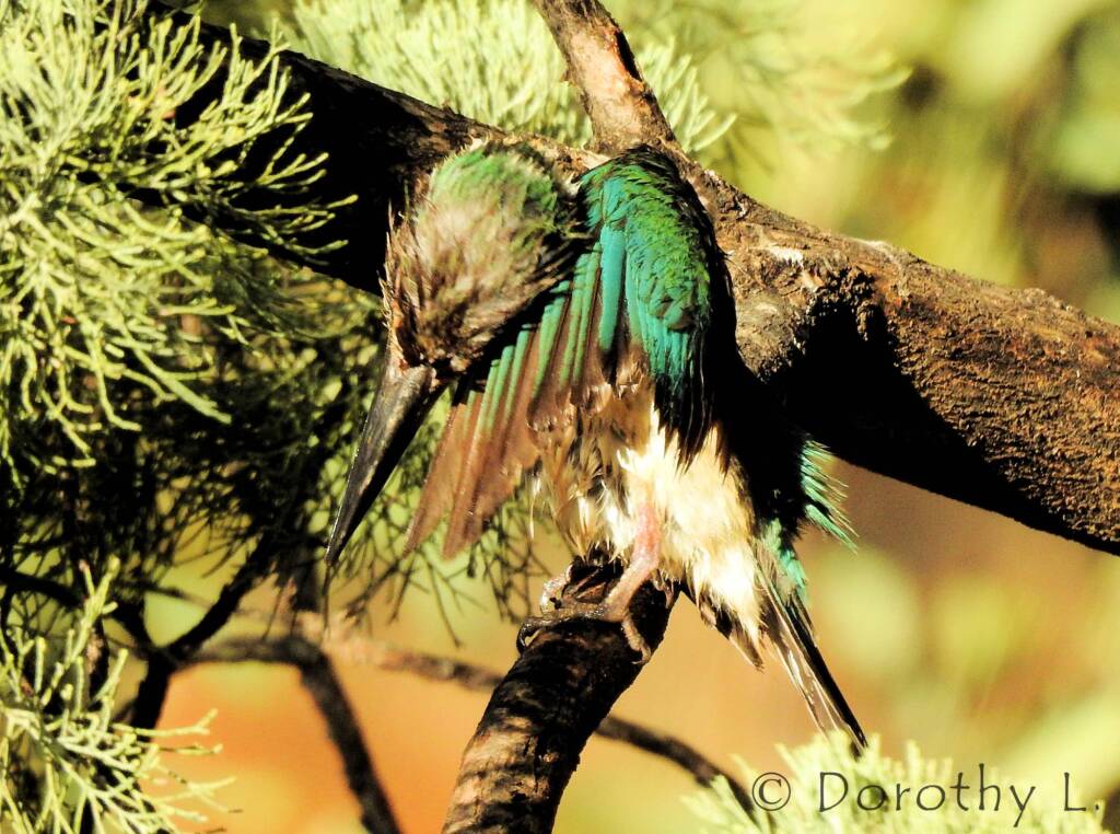 Wet Sacred Kingfisher at Olive Pink Botanic Garden