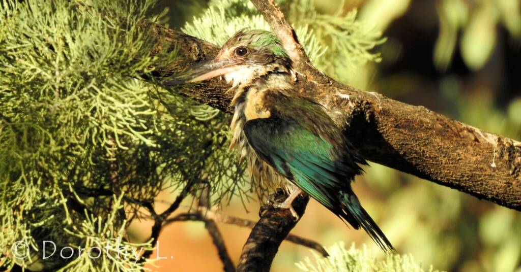 Wet Sacred Kingfisher at Olive Pink Botanic Garden