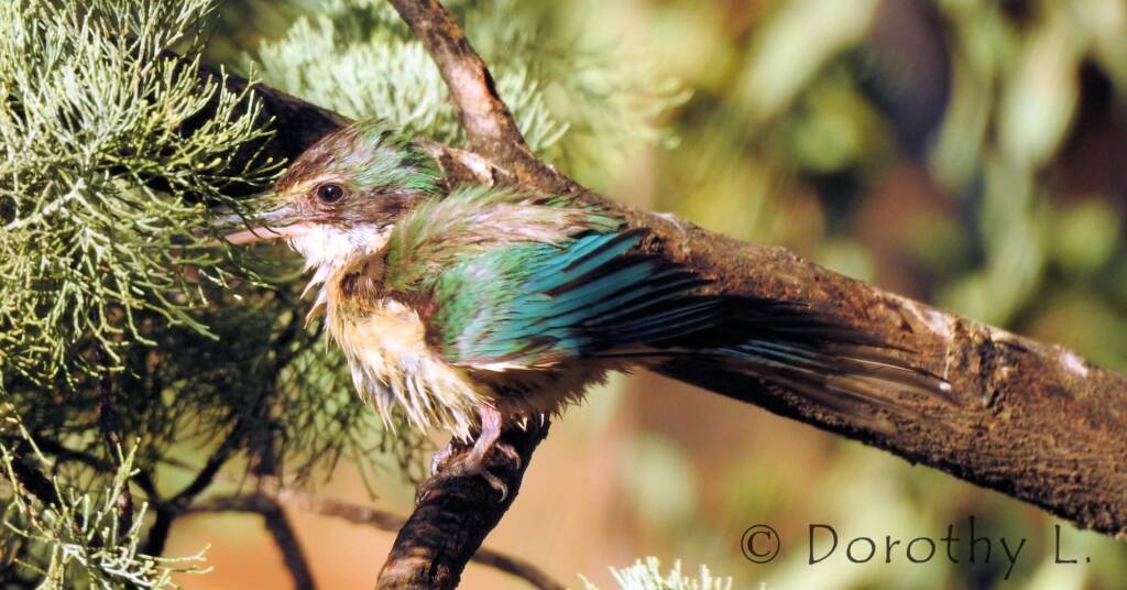 Wet Sacred Kingfisher at Olive Pink Botanic Garden