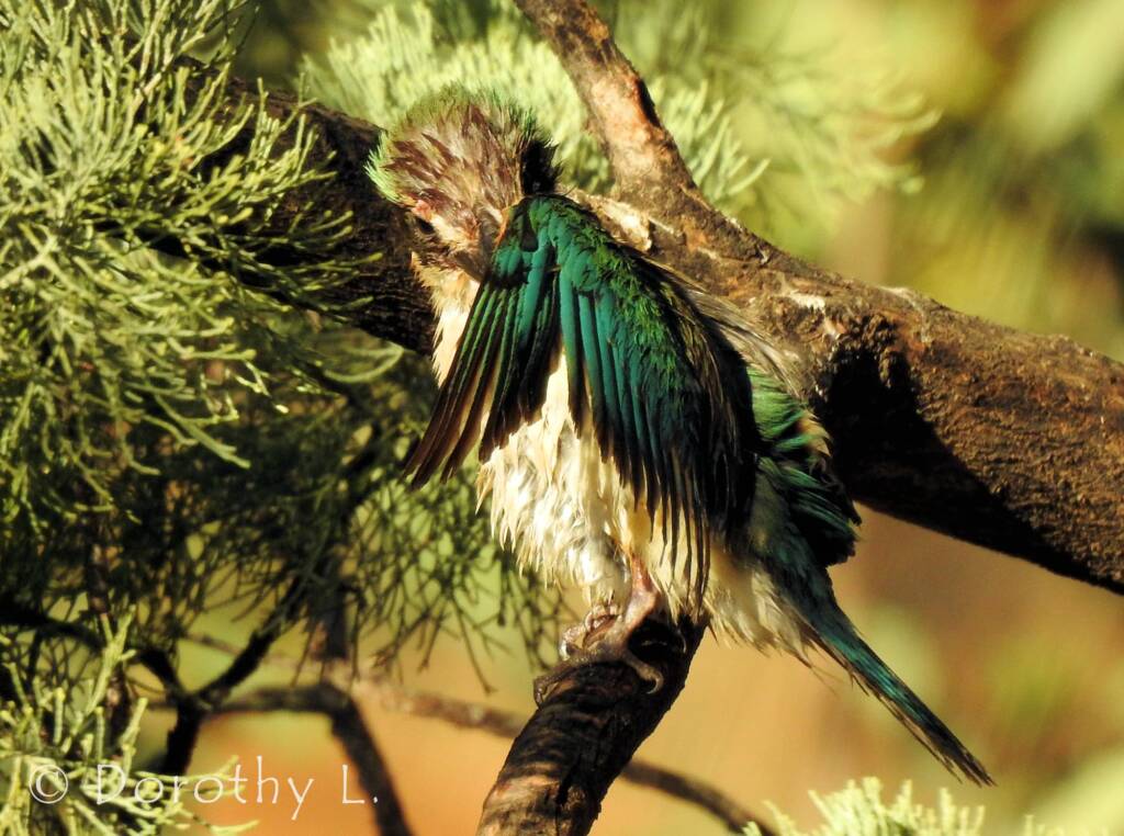 Wet Sacred Kingfisher at Olive Pink Botanic Garden