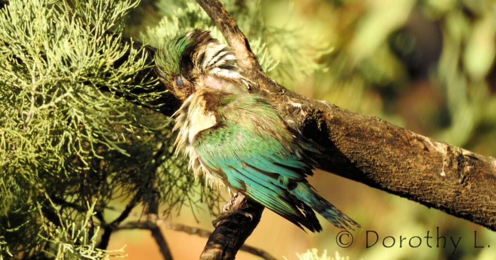 Wet Sacred Kingfisher at Olive Pink Botanic Garden