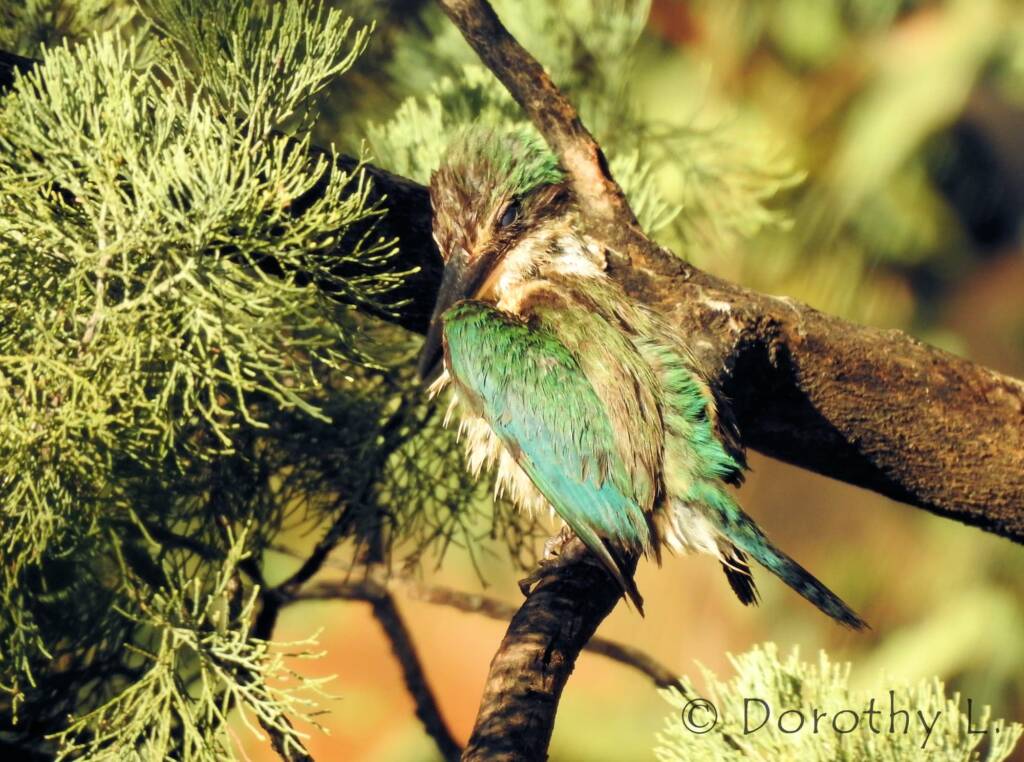 Wet Sacred Kingfisher at Olive Pink Botanic Garden