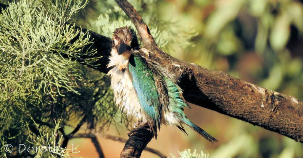 Wet Sacred Kingfisher at Olive Pink Botanic Garden