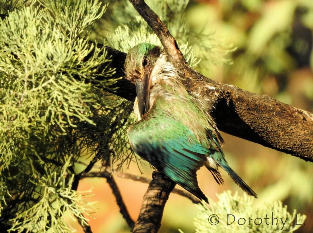 Wet Sacred Kingfisher at Olive Pink Botanic Garden