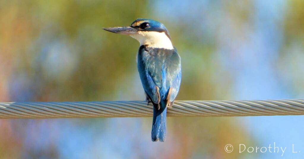 Sacred Kingfisher at Vatu Sanctuary, Alice Springs © Dorothy L