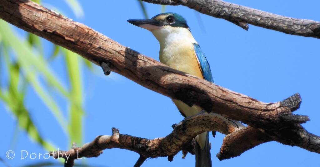 Sacred Kingfisher at Vatu Sanctuary, Alice Springs
