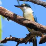 Sacred Kingfisher at Vatu Sanctuary, Alice Springs
