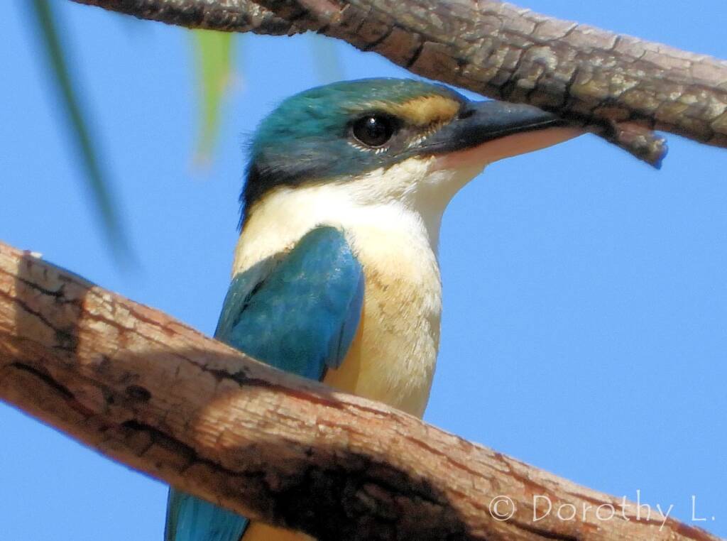 Sacred Kingfisher at Vatu Sanctuary, Alice Springs