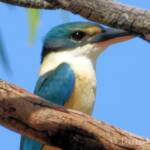 Sacred Kingfisher at Vatu Sanctuary, Alice Springs