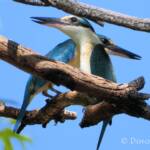 Sacred Kingfishers at Vatu Sanctuary, Alice Springs © Dorothy L