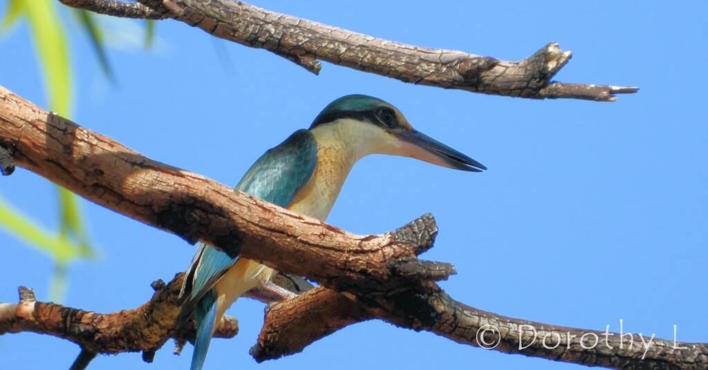 Sacred Kingfisher at Vatu Sanctuary, Alice Springs