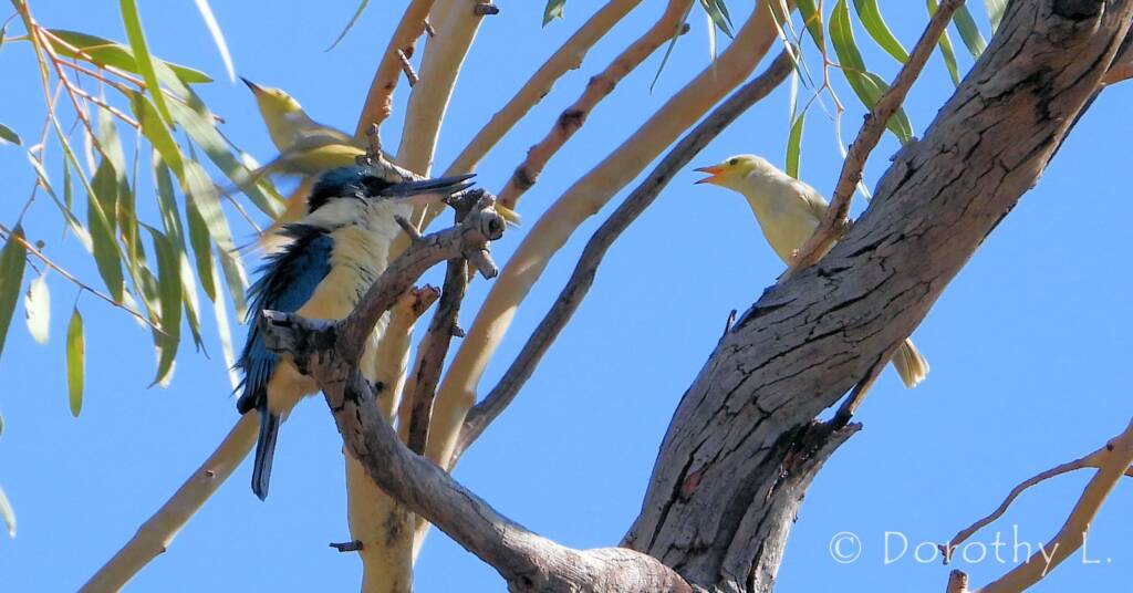 Sacred Kingfisher with White-plumed Honeyeater