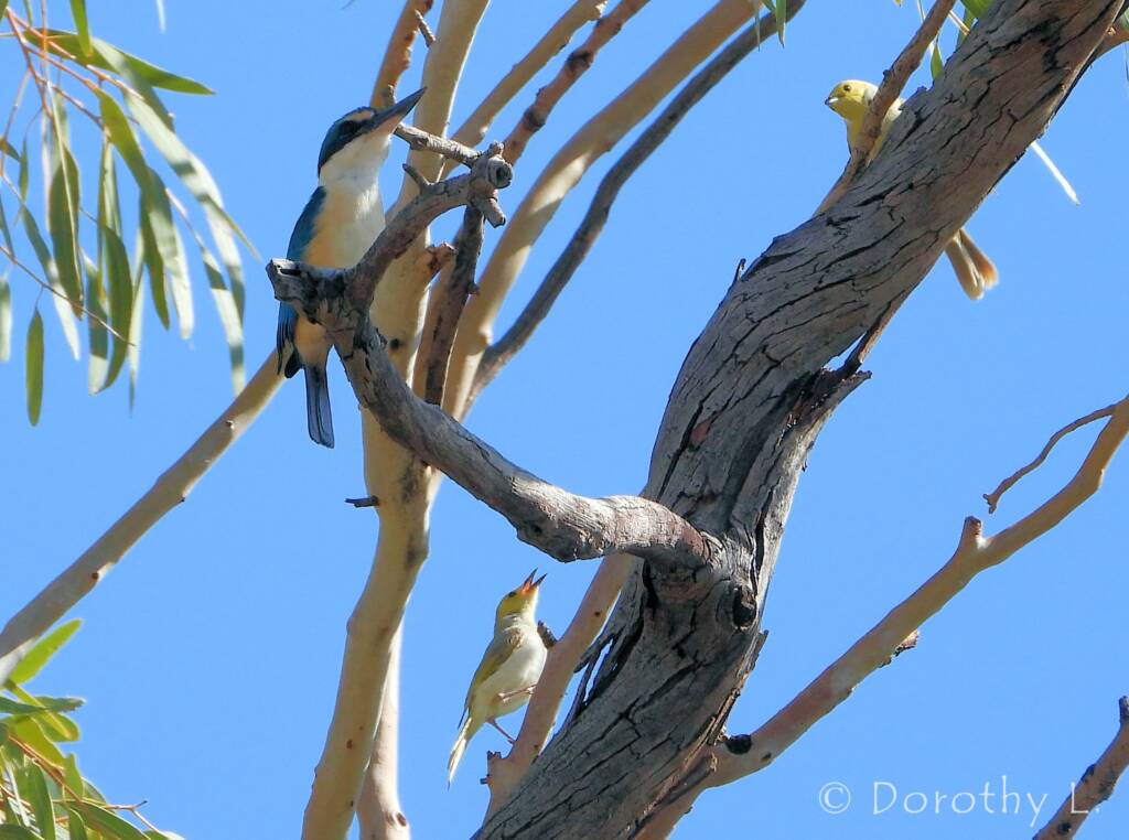 Sacred Kingfisher with White-plumed Honeyeater