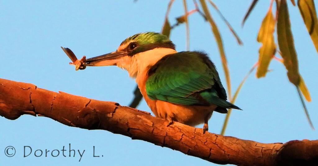 Sacred Kingfisher at sunrise, Alice Springs © Dorothy L
