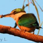 Sacred Kingfisher at sunrise, Alice Springs © Dorothy L