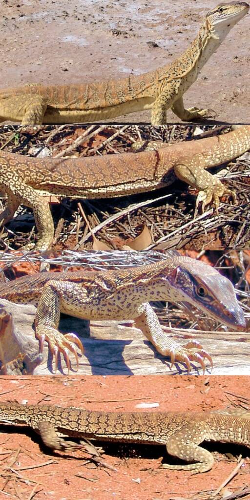 Closeup of sand goanna skin