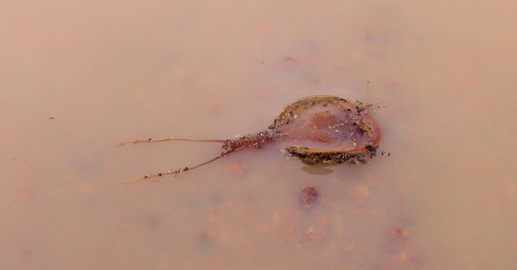 Shield Shrimp (Triops australiensis), Ilparpa Claypans