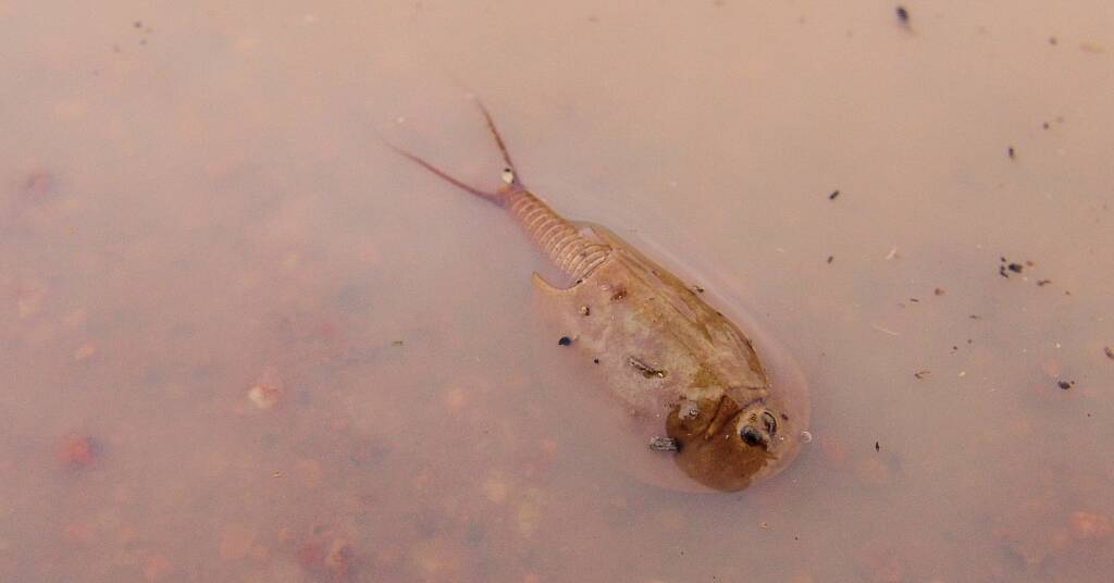 Shield Shrimp (Triops australiensis), Ilparpa Claypans