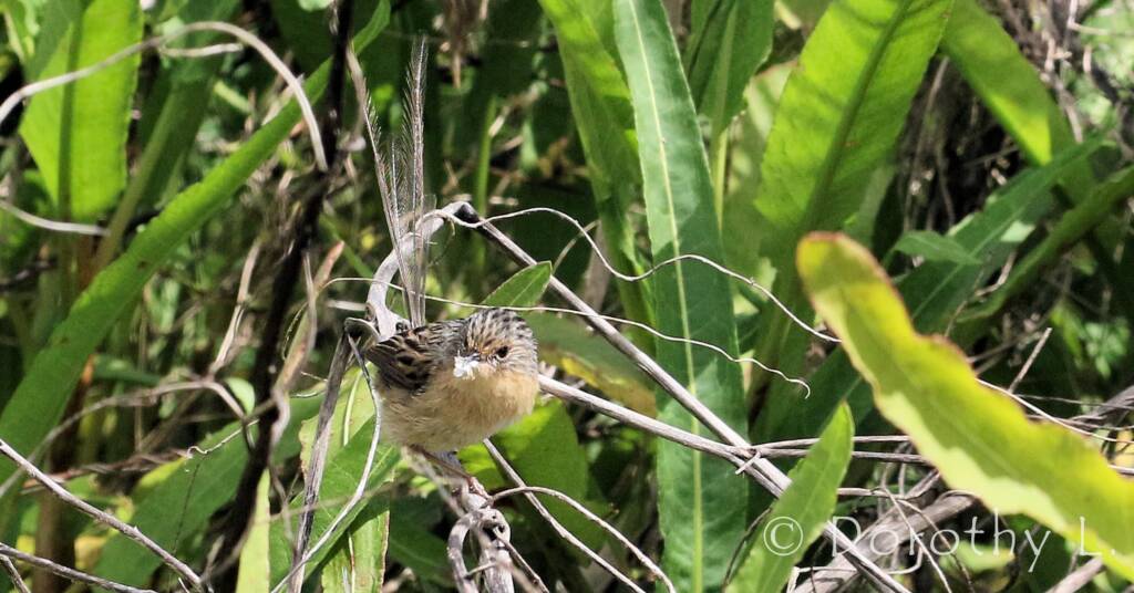 Southern Emu-wren © Dorothy L