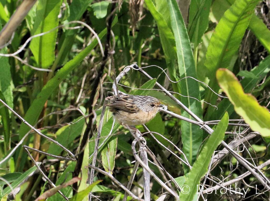Southern Emu-wren © Dorothy L