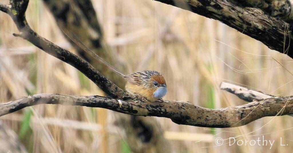 Southern Emu-wren © Dorothy L
